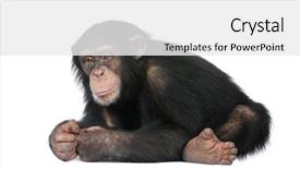  Presentation with old young - Theme with ape - young chimpanzee - simia troglodytes background and a white colored foreground
