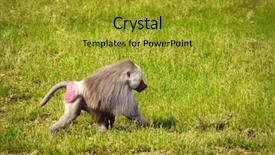  Presentation with grass texture on green - Slide set with apego - male monkey hamadryad papio hamadryas background and a gold colored foreground