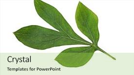  Presentation with botanical - Theme with apex - botanical peony leaf isolated background and a yellow colored foreground