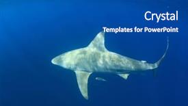  Presentation with shark - Theme with apex - bull shark background and a dark gray colored foreground