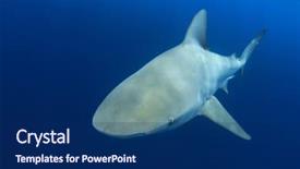  Presentation with shark - Cool new presentation with apex - bull shark backdrop and a navy blue colored foreground