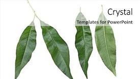  Presentation with leaf water drops fresh - Colorful presentation theme enhanced with apex - fresh nectarine leaf isolated backdrop and a white colored foreground