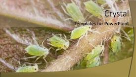  Presentation with aphids - Presentation having aphids - archids on the flower sprouts background and a coral colored foreground