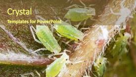  Presentation with aphids - Audience pleasing PPT theme consisting of aphids - archids on the flower sprouts backdrop and a tawny brown colored foreground