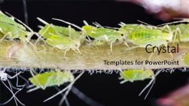  Presentation with aphids - Theme with aphids - archids on the flower sprouts background and a yellow colored foreground