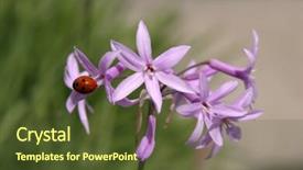  Presentation with purple - Cool new slide deck with aphids - lady bug on purple flower backdrop and a tawny brown colored foreground