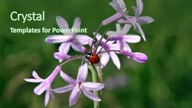  Presentation with rustic purple flower - Amazing presentation theme having aphids - ladybug on a purple flower backdrop and a tawny brown colored foreground