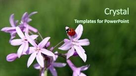  Presentation with rustic purple flower - Slides featuring aphids - ladybug on a purple flower background and a tawny brown colored foreground