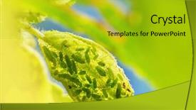  Presentation with aphids - Audience pleasing theme consisting of aphids - macro shot of a garden backdrop and a gold colored foreground