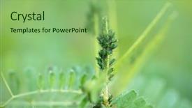  Presentation with drone green and black - Slide set featuring aphids - green and black aphid aphidodea background and a seafoam green colored foreground