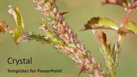  Presentation with aphids - Colorful presentation theme enhanced with aphids on rose branch backdrop and a yellow colored foreground