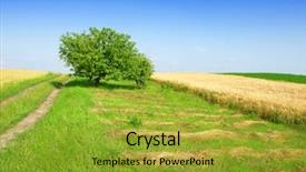  Presentation with apple tree golden - Presentation design with fish noodle in the bowl lighting with sun flare background and a tawny brown colored foreground