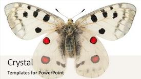  Presentation with butterfly - Cool new presentation theme with apollo butterfly parnassius apollo backdrop and a  colored foreground