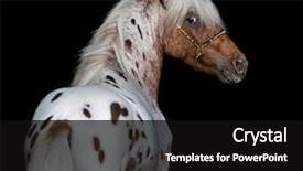  Presentation with appaloosa horse - Cool new presentation design with appaloosa american miniature horse vertical portrait black background backdrop and a black colored foreground