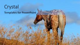  Presentation with appaloosa horse - Audience pleasing presentation theme consisting of appaloosa horse at dusk on ranch in canada backdrop and a light blue colored foreground