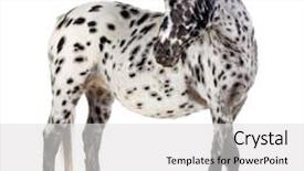  Presentation with appaloosa horse - Cool new slides with appaloosa horse in front of a white background backdrop and a light gray colored foreground