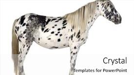  Presentation with appaloosa horse - Theme enhanced with appaloosa horse in front of a white background background and a white colored foreground