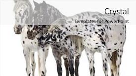  Presentation with appaloosa horse - Colorful slide deck enhanced with front of a white backdrop and a white colored foreground