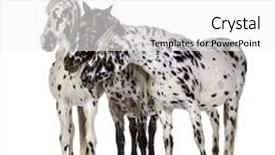  Presentation with appaloosa horse - Slides featuring front of a white background and a white colored foreground