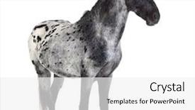  Presentation with appaloosa horse - Colorful theme enhanced with appaloosa horse in front of a white background backdrop and a white colored foreground