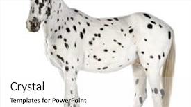  Presentation with appaloosa horse - Amazing presentation theme having appaloosa horse in front of a white background backdrop and a white colored foreground