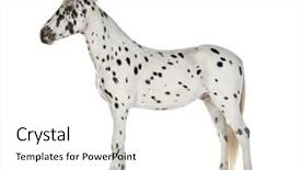  Presentation with appaloosa horse - PPT theme consisting of appaloosa horse in front of a white background background and a white colored foreground