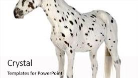  Presentation with appaloosa horse - Colorful PPT theme enhanced with appaloosa horse in front backdrop and a white colored foreground