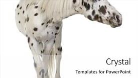  Presentation with appaloosa horse - Presentation having appaloosa horse in front of a white background background and a white colored foreground