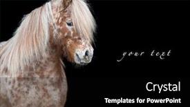  Presentation with appaloosa horse - Cool new slide set with appaloosa horse isolated on black background backdrop and a black colored foreground