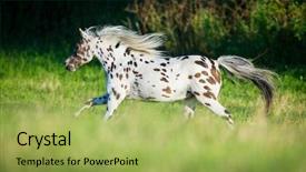  Presentation with appaloosa horse - Amazing presentation theme having appaloosa horse running in field backdrop and a yellow colored foreground