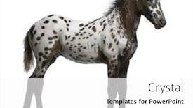  Presentation with appaloosa horse - Theme consisting of mixed farm animals - appazon foal 3 months old background and a white colored foreground
