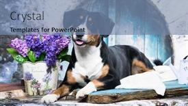  Presentation with front of burj khalifa - Theme enhanced with appenzeller-sennenhund-in-front background and a seafoam green colored foreground