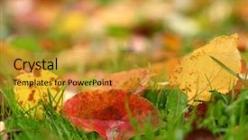  Presentation with fall leaves border autumn - Presentation with apple autumn leaves background shallow background and a gold colored foreground