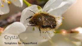  Presentation with fruit tree - Slide set consisting of apple-blossom-beetle-tripinota-epicometis background and a coral colored foreground