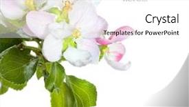  Presentation with apple - Audience pleasing PPT theme consisting of apple blossom closeup studio isolated backdrop and a white colored foreground