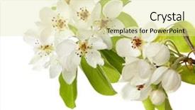  Presentation with fresh water splash green apple isolated white - PPT theme with young woman in casual with arms up celebrating success background and a light gray colored foreground