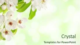  Presentation with light green - PPT theme featuring apple blossom on defocused light background and a cream colored foreground