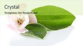  Presentation with apple - Presentation design with apple blossom with leaves isolated background and a yellow colored foreground