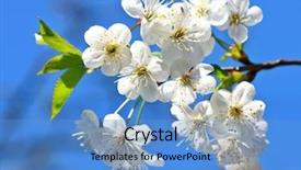 Presentation with apple flower - Presentation theme featuring apple blossom background and a teal colored foreground