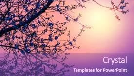  Presentation with apple flower - Presentation enhanced with cherry tree flower blossom background and a violet colored foreground