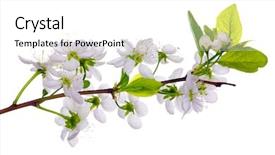  Presentation with cherry blossom - Colorful slide deck enhanced with apple blossom - cherry-tree flowers isolated on white backdrop and a white colored foreground