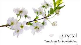  Presentation with white flowers - Colorful theme enhanced with apple blossom - cherry-tree flowers isolated on white backdrop and a white colored foreground