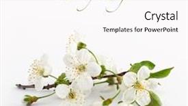  Presentation with bloom - Presentation enhanced with apple blossom - cherry twig in bloom background and a pink colored foreground