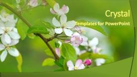  Presentation with green tree - Audience pleasing presentation theme consisting of apple blossom - photo of blossoming tree brunch backdrop and a tawny brown colored foreground