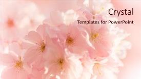  Presentation with border pink - Beautiful PPT theme featuring border background with pink blossom backdrop and a lemonade colored foreground