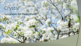  Presentation with spring tree - Amazing presentation theme having apple blossoms blooming apple tree branch with large white flowers flowering spring beautiful natural seasonsl background with apple tree's flowers backdrop and a lemonade colored foreground