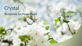  Presentation with spring tree - Presentation design having apple blossoms blooming apple tree background and a sky blue colored foreground