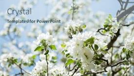  Presentation with spring tree - Presentation theme enhanced with apple blossoms blooming apple tree branch with large white flowers flowering spring beautiful natural seasonsl background with apple tree's flowers background and a sky blue colored foreground