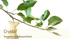  Presentation with custard apple kulfi - PPT layouts enhanced with apple core on a branch background and a cream colored foreground