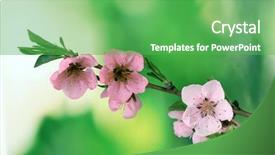  Presentation with bunch of green peas - Beautiful PPT theme featuring apple flower - beautiful pink peach blossom backdrop and a  colored foreground